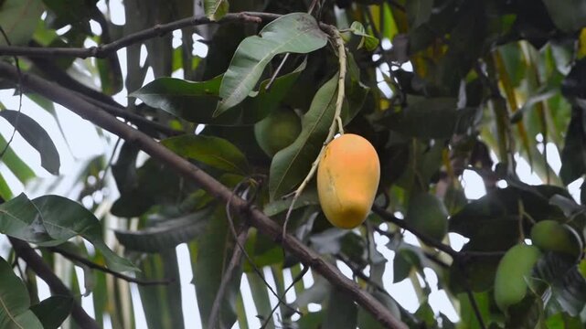 Close-up of ripe tropical fruit mango on a leafy branch swaying softly. 