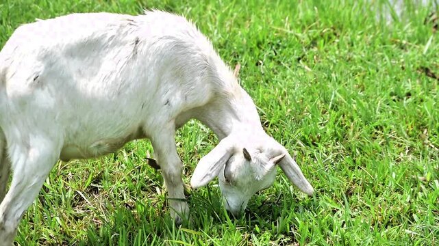 A domestic white goat peacefully eating fresh green grass in a field conveys tranquility and rural life.