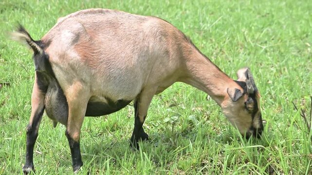 A domestic brown goat peacefully eating fresh green grass in a field conveys a rural life.