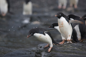 Adelie penguins head into the ocean © willtu