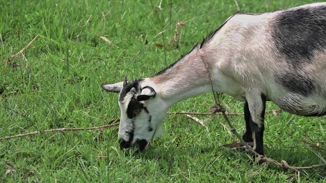 A domestic goat eating fresh grass in a field on a sunny day. 