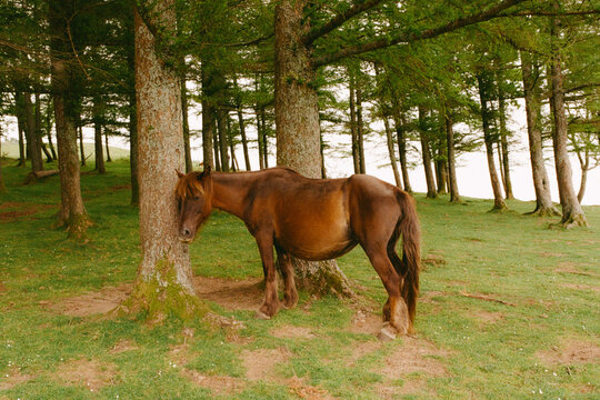 Horse resting by a tree in a forested area during daylight