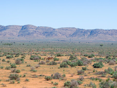 Sheep in the arid landscape of outback of South Australia.