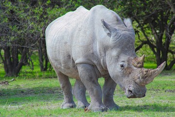 Fototapeta premium Rhinos in the private Orapa Game Reserve where these animals are bred and grown to be send into wild nature