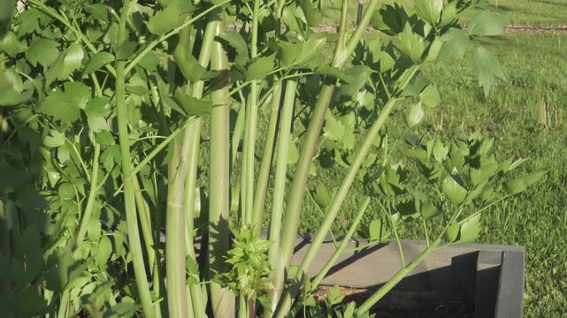 A tilting shot moves from the stems of a lovage plant in a wooden container to its green leaves blowing in the wind. Ideal for agricultural documentaries, cooking shows, or botany tutorials. 