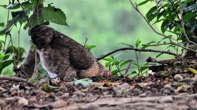 A curious hen observing its surroundings and eating food.
