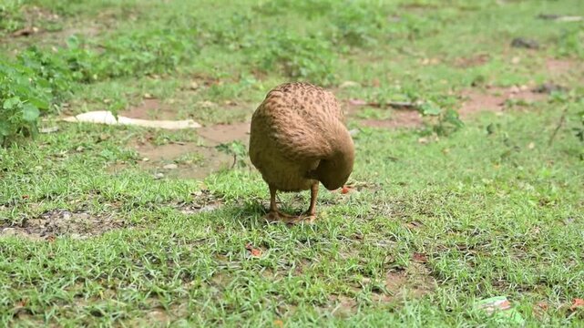 A brown duck resting on a grassy field and grooming its feathers on a sunny day.