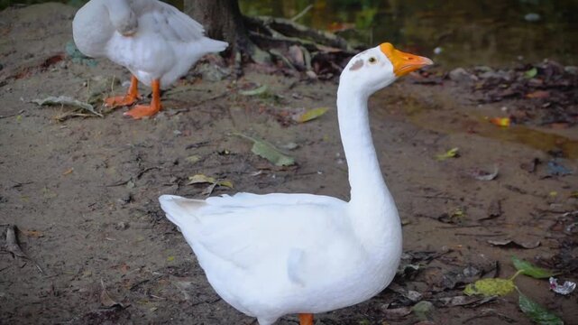 Graceful white swans walking on muddy ground in daylight, in a calm environment.