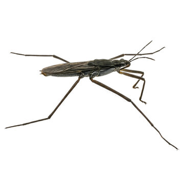 Top view of water strider insect isolated on transparent background.