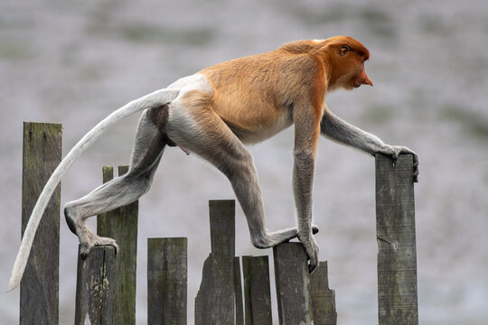 Proboscis monkey