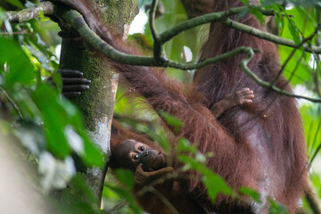 bornean orangutan © tomjunek.com