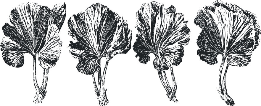 Detailed vintage black and white illustration of gingko biloba leaves in various stages and angles