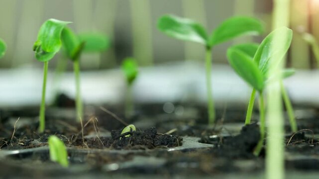 Closeup of young green seedlings growing in dark soil symbolizing new life and growth.