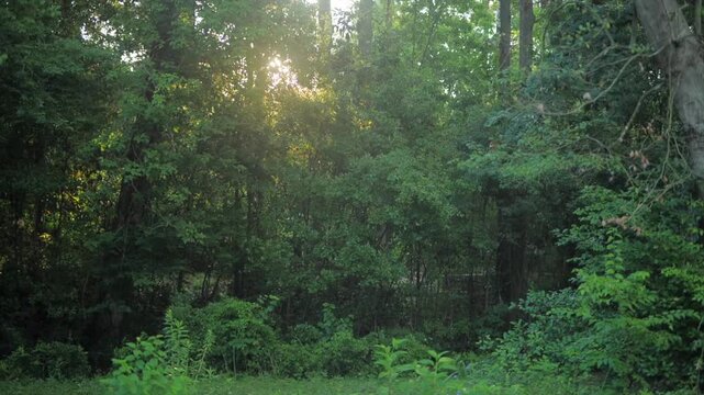 Dawn amidst branches and green trees on a humid morning