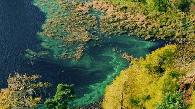 Aerial view of green algae bloom on autumn lake