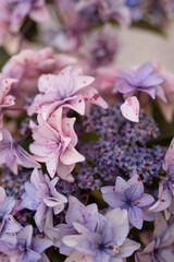 Soft pink and purple hydrangea flowers in bloom © studiowildlight