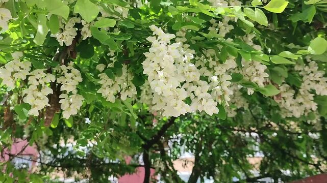 White robinia pseudoacacia flowers blooming on tree branch. Fragrant spring blossom cluster with green foliage. Nature scenery for seasonal botanical background.