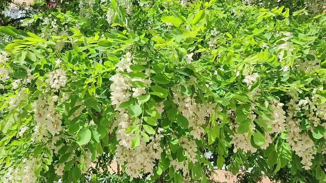 Blooming acacia tree with white flowers and green foliage. Branches swaying in wind during spring season. Natural botanical scene of flowering Robinia plant.