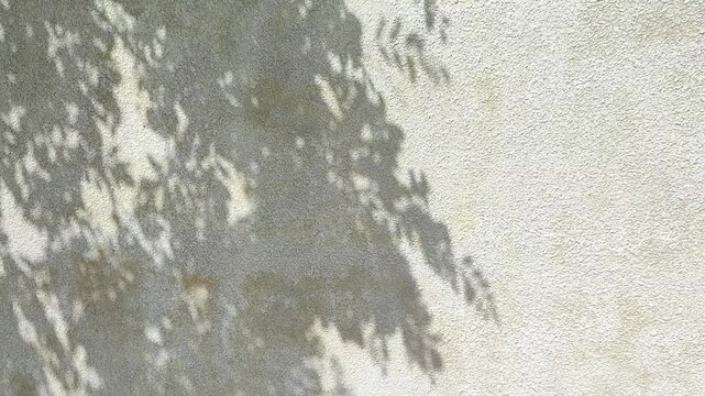 Shadow of tree branches cast on textured wall. Natural sun light silhouette on surface. Abstract botanical pattern for background and creative design concept.