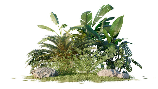 Lush Tropical Plant Cluster with Rocks Isolated on Black Background