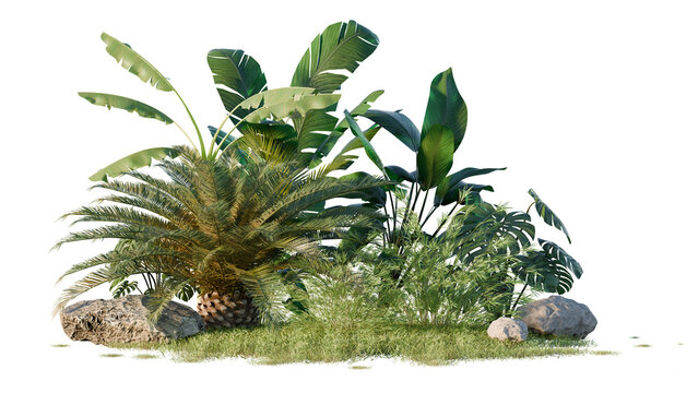 Tropical Plant Cluster with Rocks Isolated on Black Background