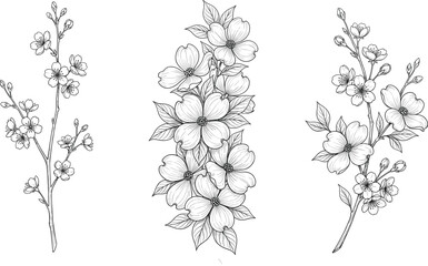 Hand Drawn Floral Branch Collection with Blooming Dogwood and Cherry Blossoms, Botanical Line Art Illustration Design © MdShahadat