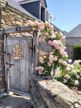 Le rosier grimpant