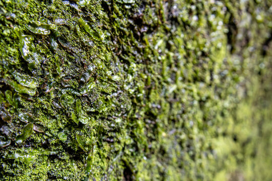 Close up detail of green moss and small liverworts growing on damp volcanic rock in Hawai'i Volcanoes National Park Big Island Hawaii