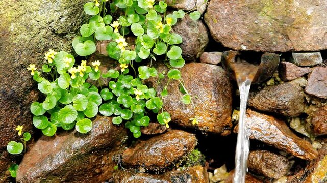 Small waterfall flows through rocks with green plants and yellow flowers