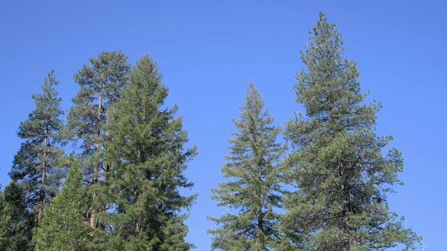 Looking Skyward at Ponderosa Pine Forest in Central Oregon