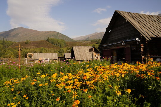 Hemu Village, Altai Mountains, Northern Xinjiang, China. Traditional Tuva‑style wooden log cabins, wildflower‑covered alpine meadow, pastoral mountain‑village natural travel landscape