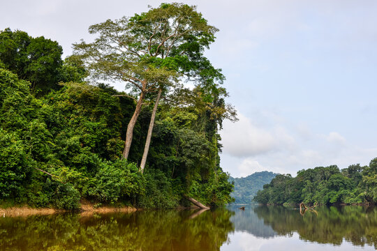 Dja river in Congo basin rainforest