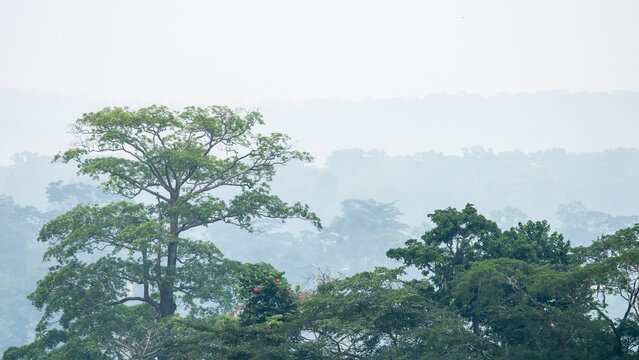 Congo basin rainforest