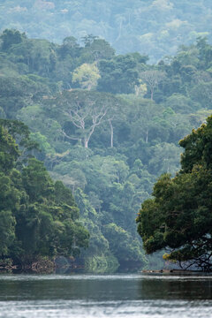 Dja river in Congo basin rainforest