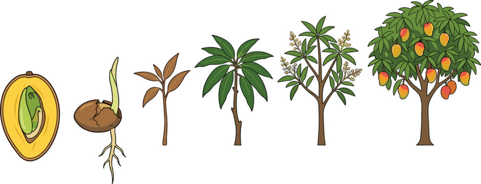 Mango Tree Growth Cycle Illustration Featuring Seed Germination Sapling Development Flowering Stage Mature Fruit Bearing Tree and Botanical Agriculture Process