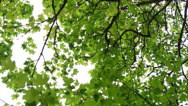 Looking Up View of Lush Green Tree Canopy in Spring Forest