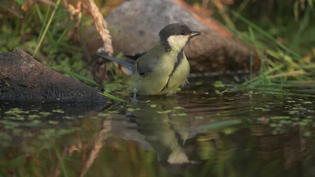 Young great Tit (Parus major) Kohlmeise take a bath at edge of pond during beautiful day.