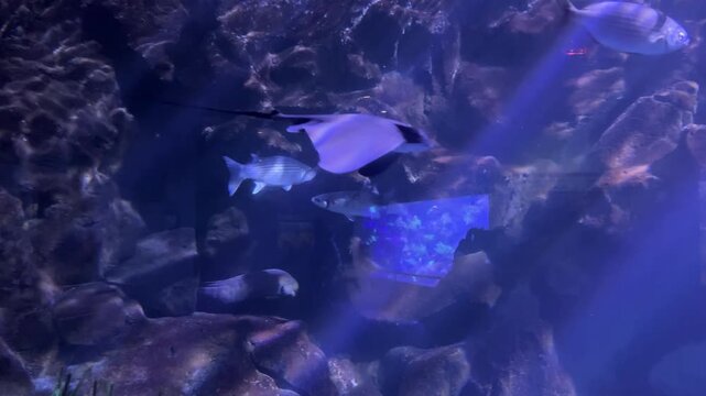 Bluefin trevally Caranx melampygus swimming through a marine aquarium with southern stingray Hypanus americanus above rocky habitat and Thalassia testudinum seagrass. Ocean biodiversity, underwater wi