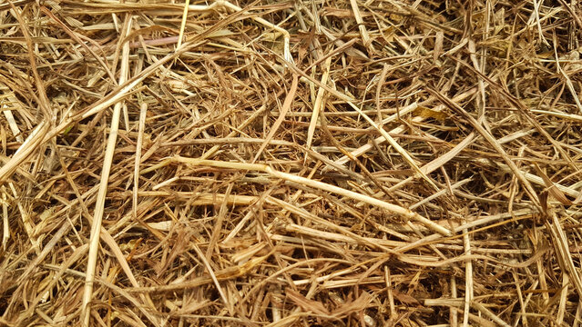 A pile of dry, brownish grass.