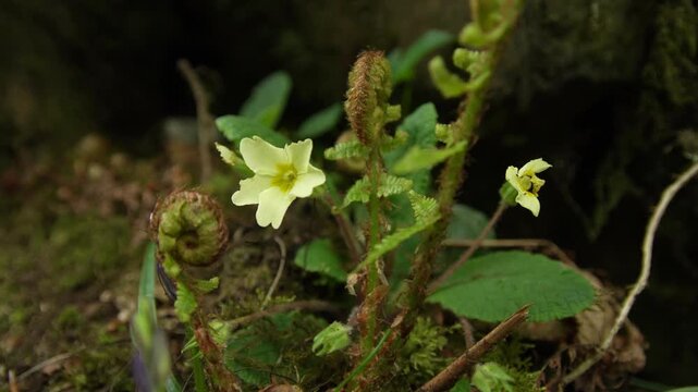 Primrose Flower with Young Unfurling Ferns