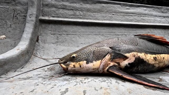 Close View of Freshly Caught Armored Catfish in Boat, Amazon River Fish, Tropical Ecuador Wildlife, Local Fishing, Aquatic Biodiversity and Rainforest Food Source, Stock Travel Background