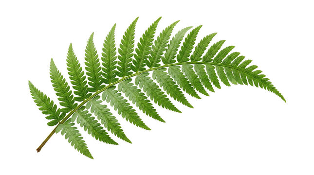 Vibrant green fern leaf with detailed fronds, fresh botanical foliage of a tropical fern plant, organic forest greenery for nature design isolated PNG with Transparent Background