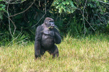 western gorilla © tomjunek.com
