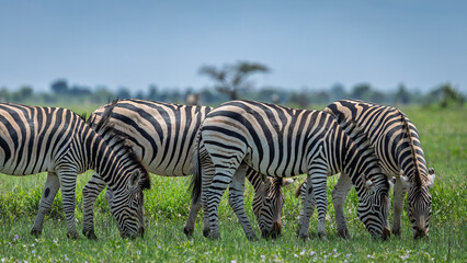 zebra grassing the fresh green grass Savuti  © Mark Butler 