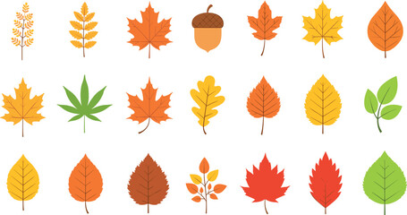 Autumn Leaf Vector Icon Set Featuring Orange Maple Leaves, Oak Foliage, Acorn Nut, Chestnut, Rowan, and Green Twigs for Thanksgiving and Fall Season Designs © Siddika