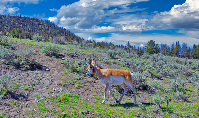Pronghorn antelope in Yellowstone National Park © Jim Glab