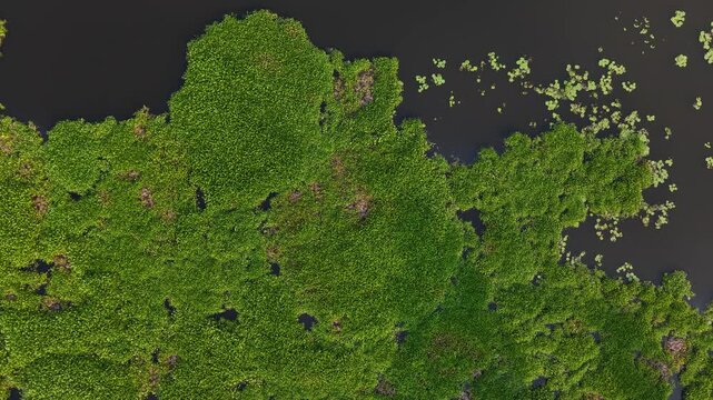 Aerial view of vibrant green aquatic plants and grass growing in a still pond