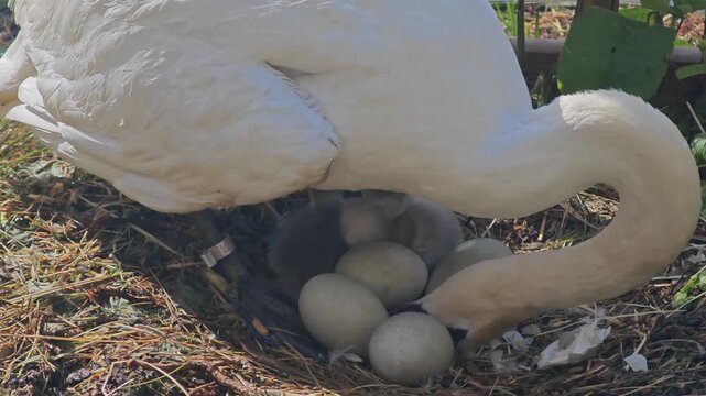 Mute swan turning eggs in its nest beside newly hatched cygnets. Rare wildlife footage capturing nesting behavior, parental care, incubation, and early stages of bird development in a natural habitat.
