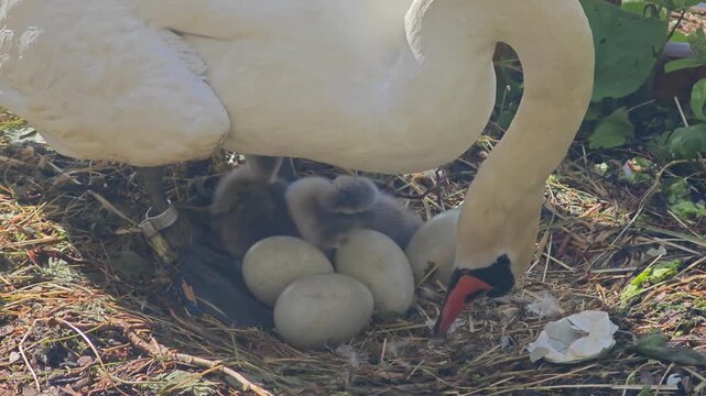 Mute swan turning eggs in its nest beside newly hatched cygnets. Rare wildlife footage capturing nesting behavior, parental care, incubation, and early stages of bird development in a natural habitat.