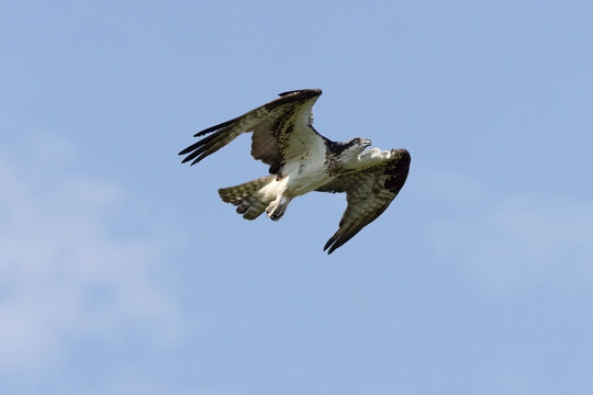 Osprey (Pandion haliaetus) in flight. A bird of prey known for its exceptional hunting skills in catching fish